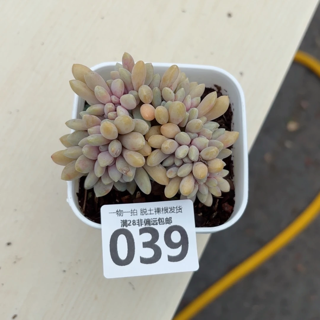 醉美人缀化无盆土发货
