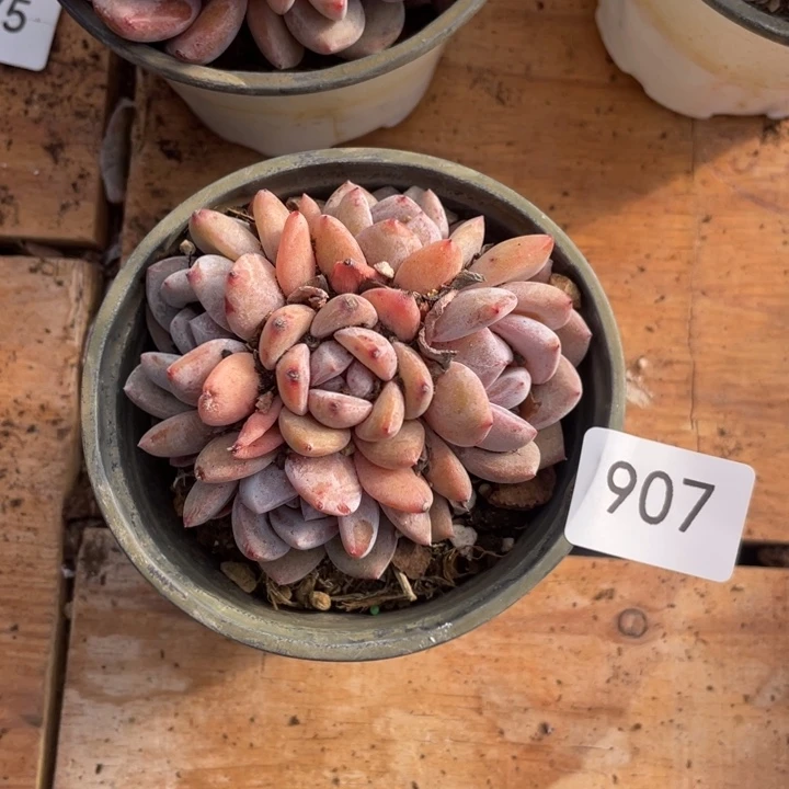 哈哈哈哈哈哈哈哈哈907