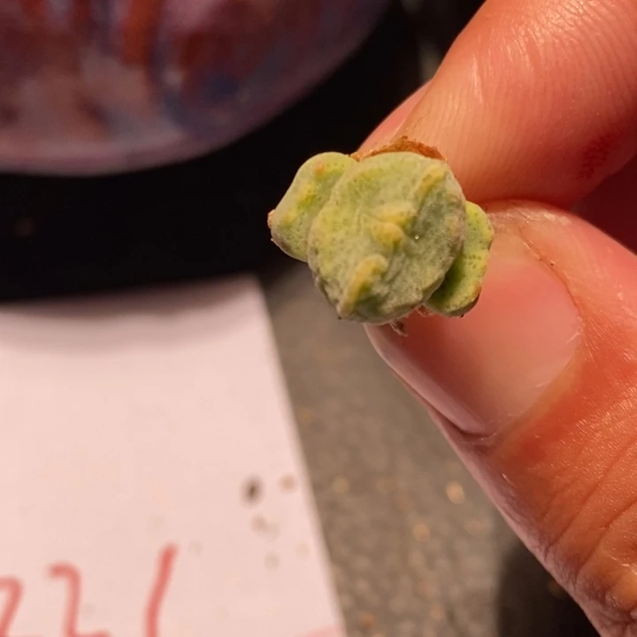 331鬼脸绿豆糕一颗