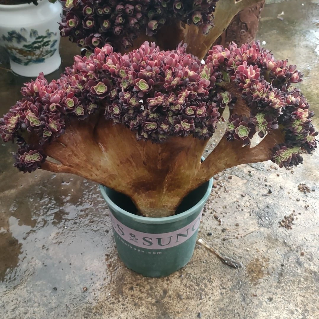 多肉法师锦欧紫朵朵缀化