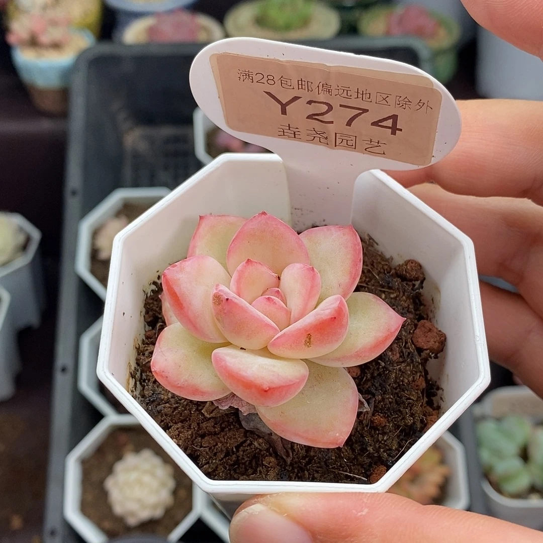 0274 4.5cm 有伤 草莓泡芙