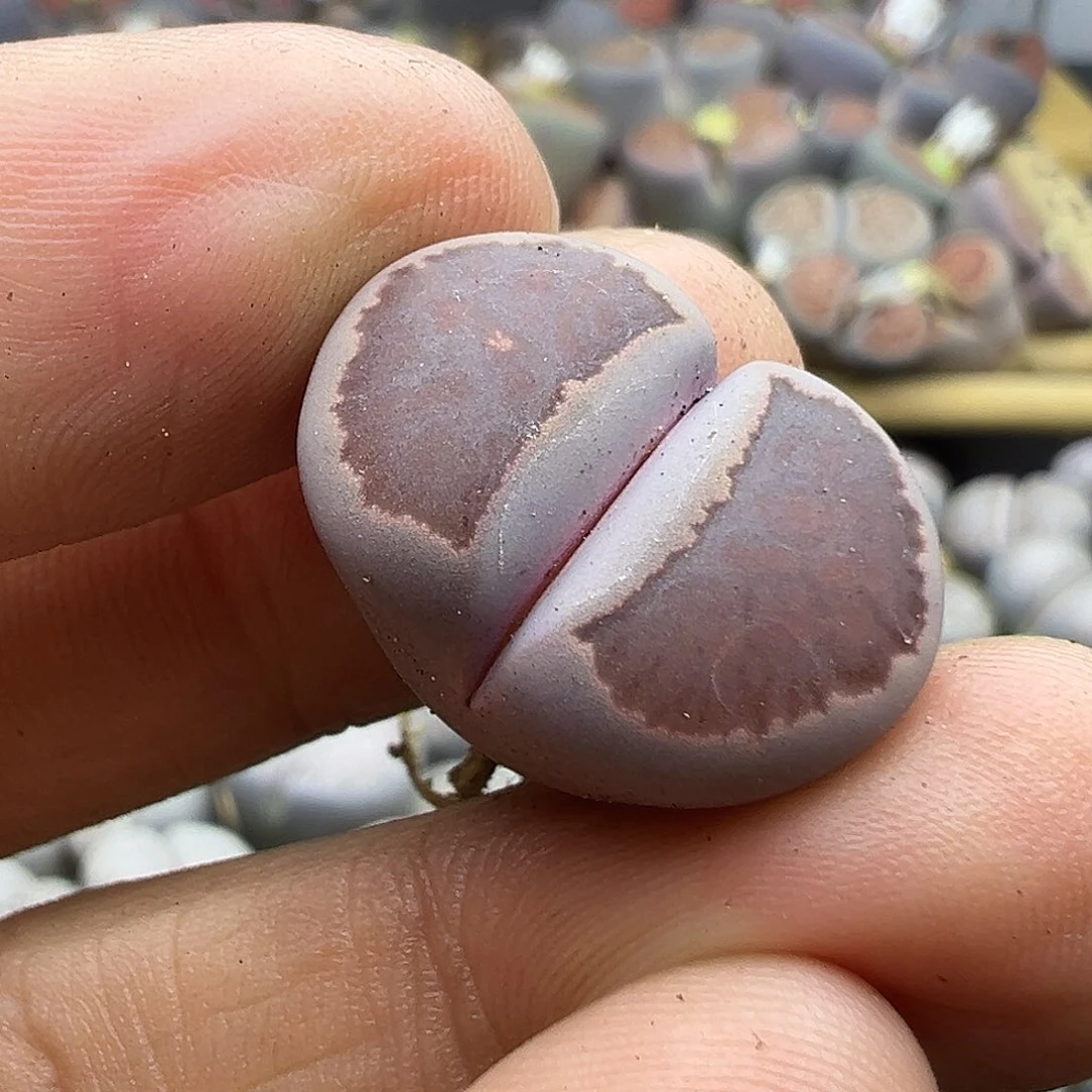 1943 生石花福利炸