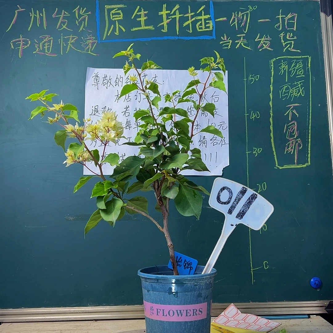 当前无花栽培后可以开花怡锦 011