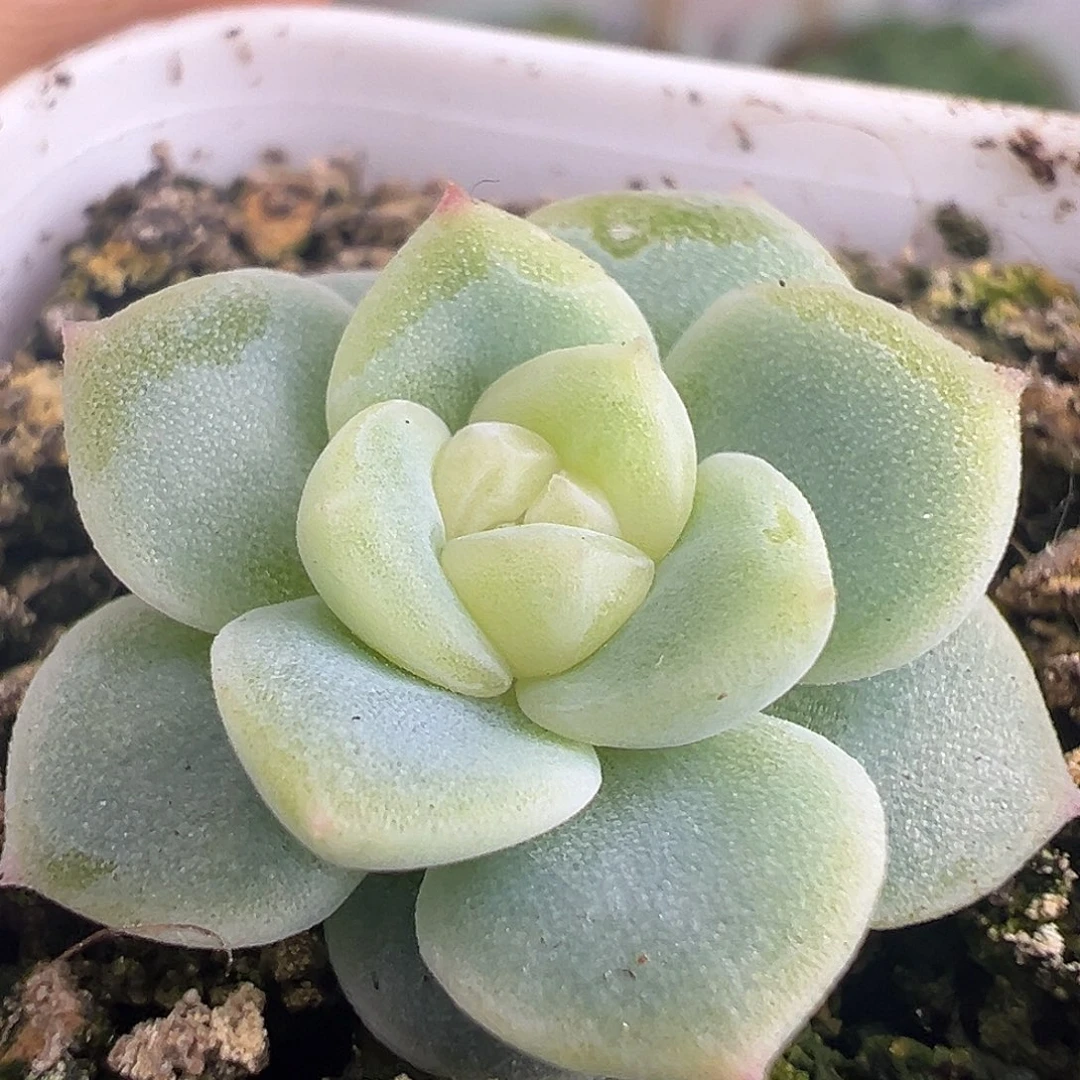 浮光 独家优选。