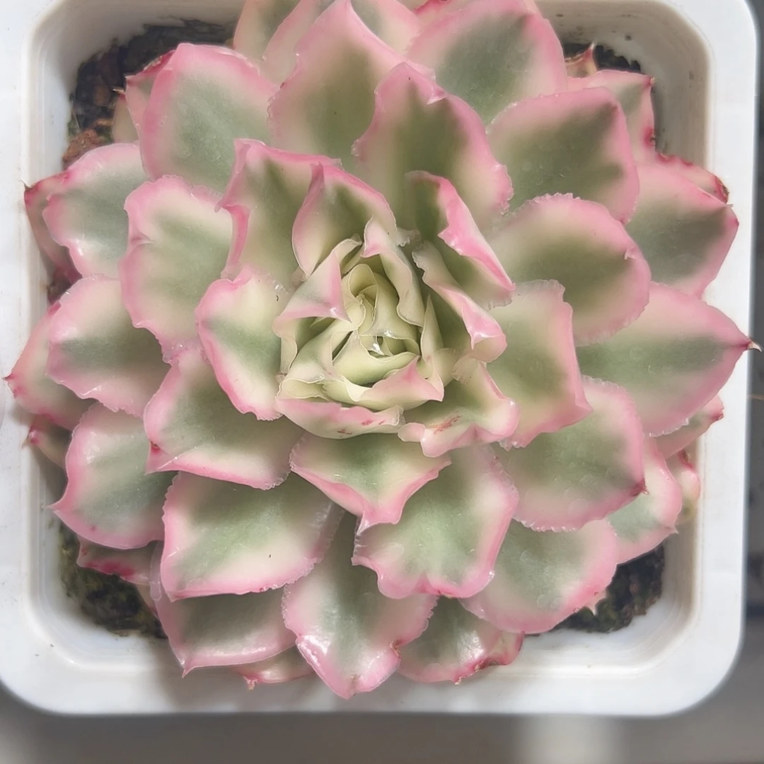 紫蝴蝶锦多肉植物