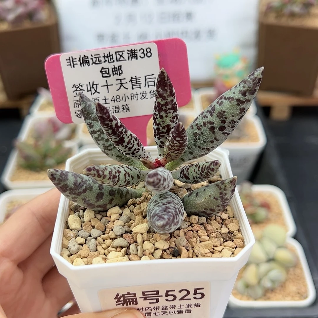 525黑鹿多肉植物