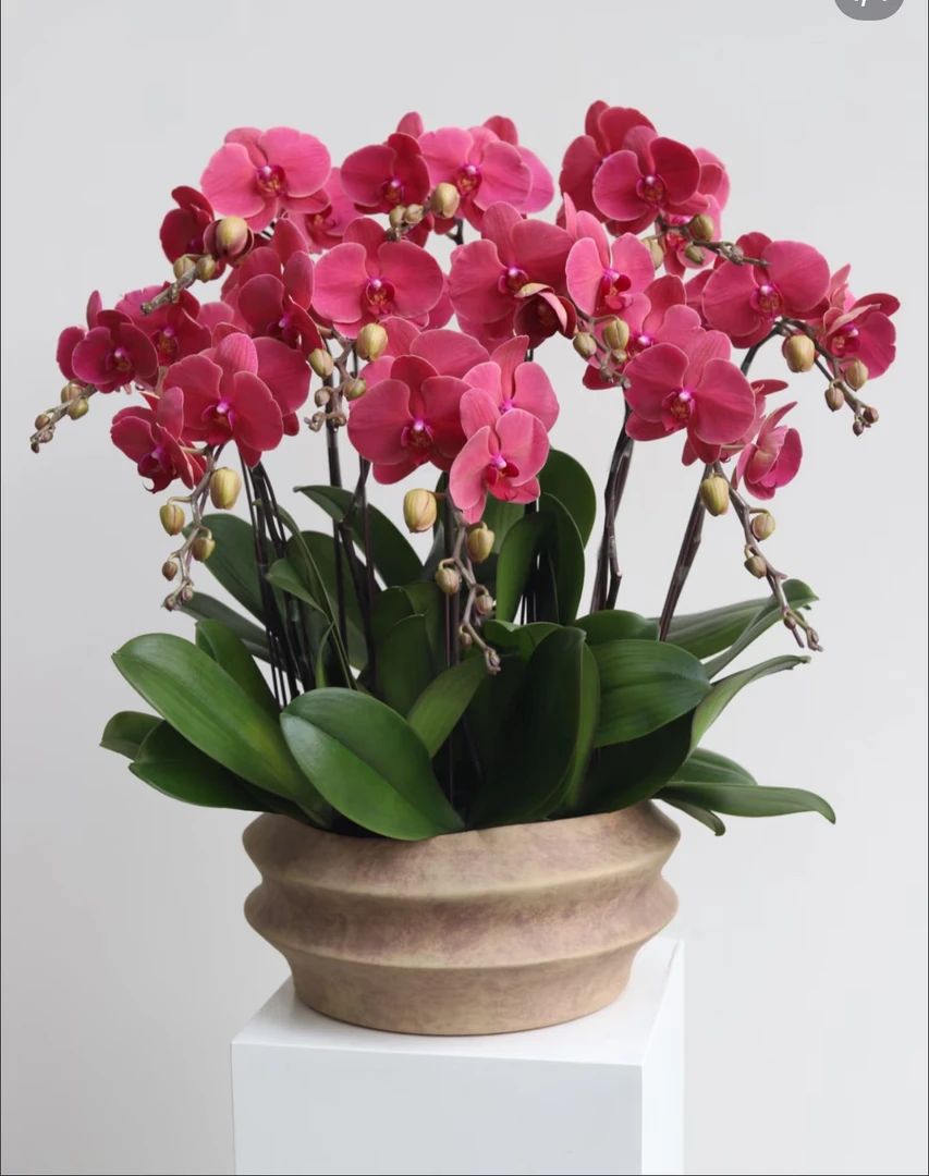 （砂糖橘）蝴蝶兰成熟苗子发货3.5寸杯