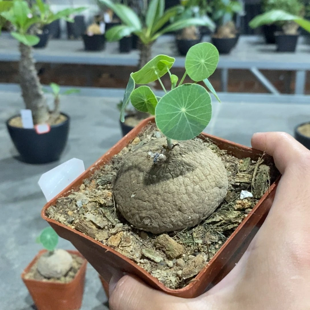 森***素可泰 实生 无双
