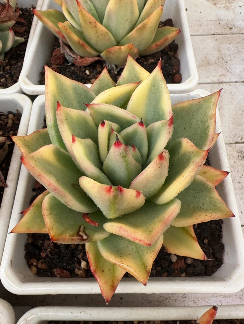 140#单头拉纹锦（8-10cm）脱土金先生精品多肉