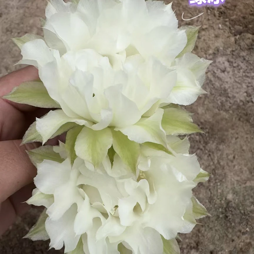 彩，CC215绿冰，侧芽，环境不同花色花型颜色深浅不同属正常介意勿拍