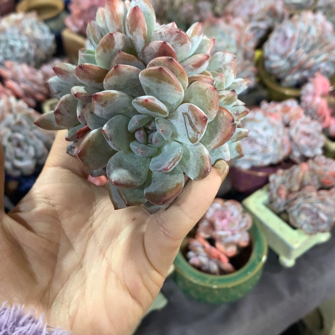 哈哈哈哈哈哈哈哈哈