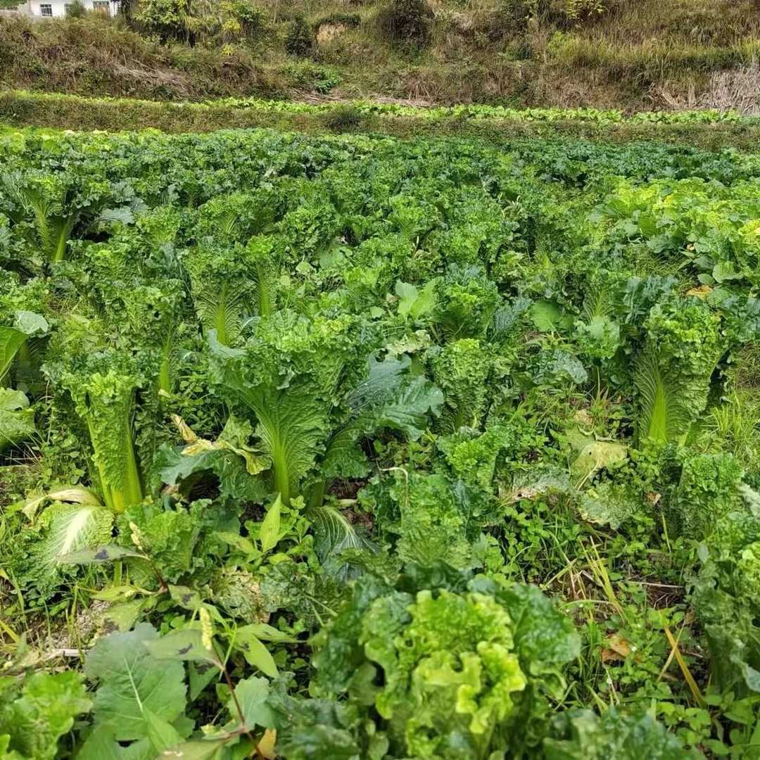 贵州农家高山自种青口白农家白菜包邮