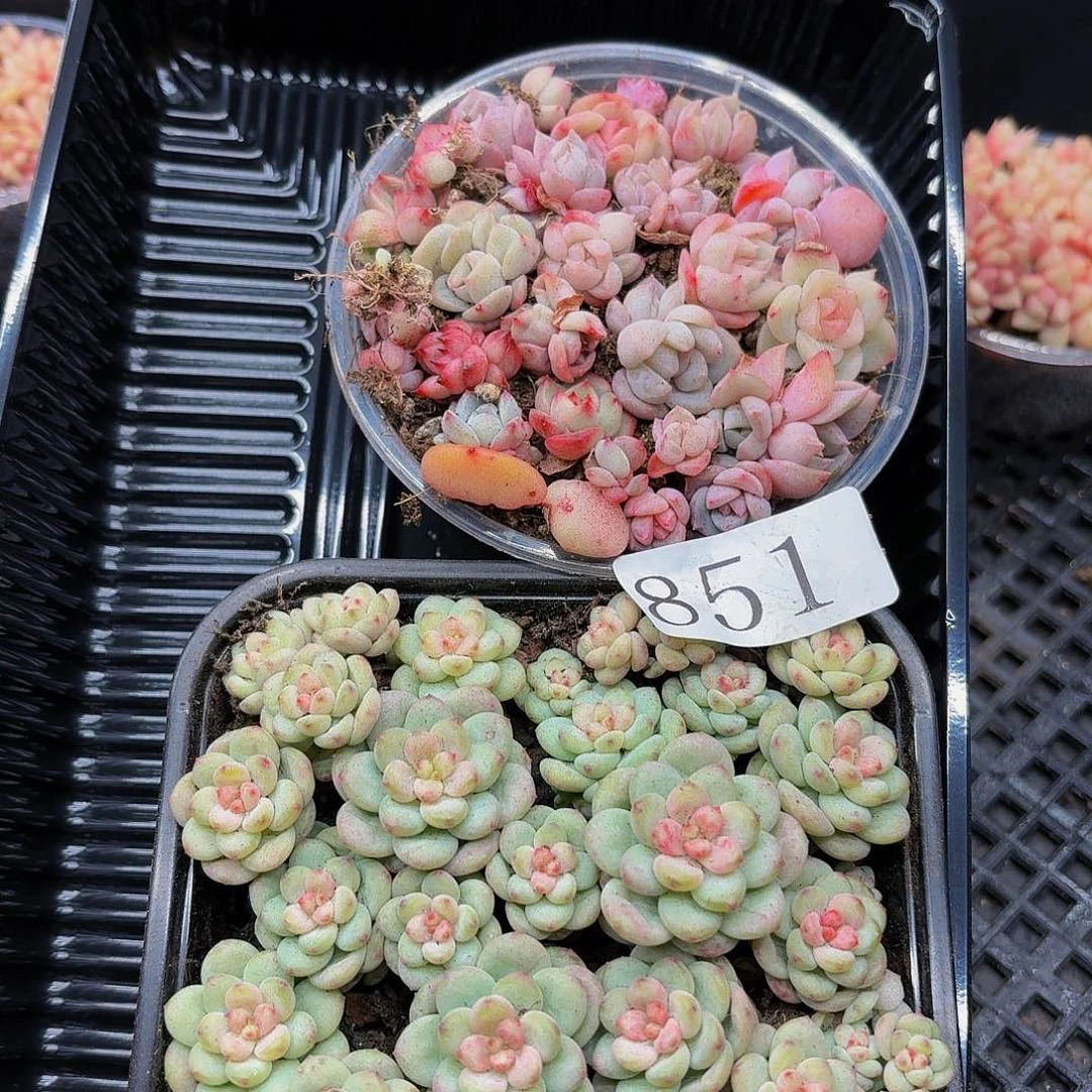 多肉植物多肉植物851