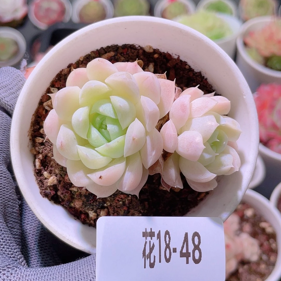 花利美18-48白月影