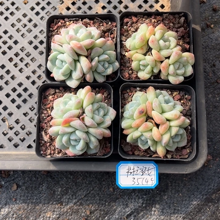 书***女冰玉多肉七方盆3头2个4头2个