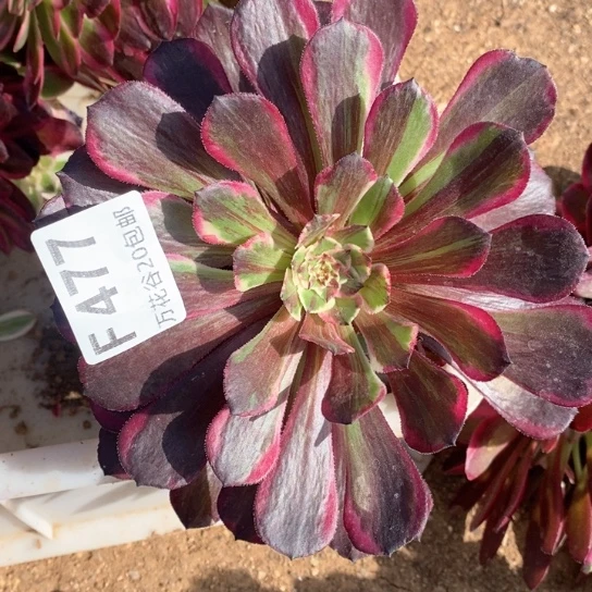 477同花顺多肉植物