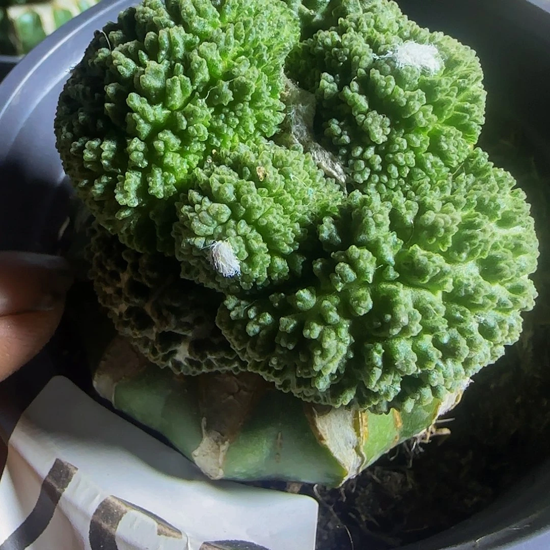 超大尤哥斯拉057仙人球