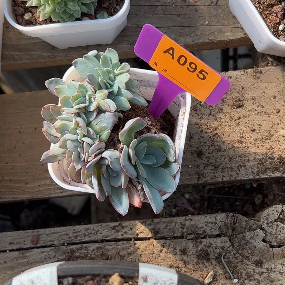 冰***蕾多肉植物一物一拍