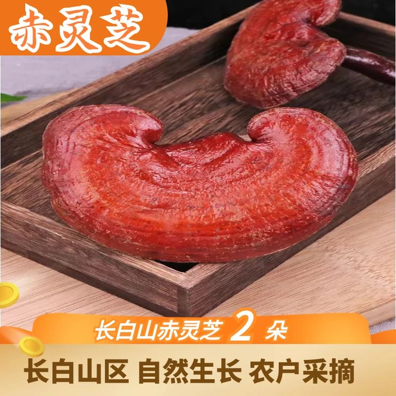 长白山赤灵芝两朵 菌味浓郁 整颗饱满