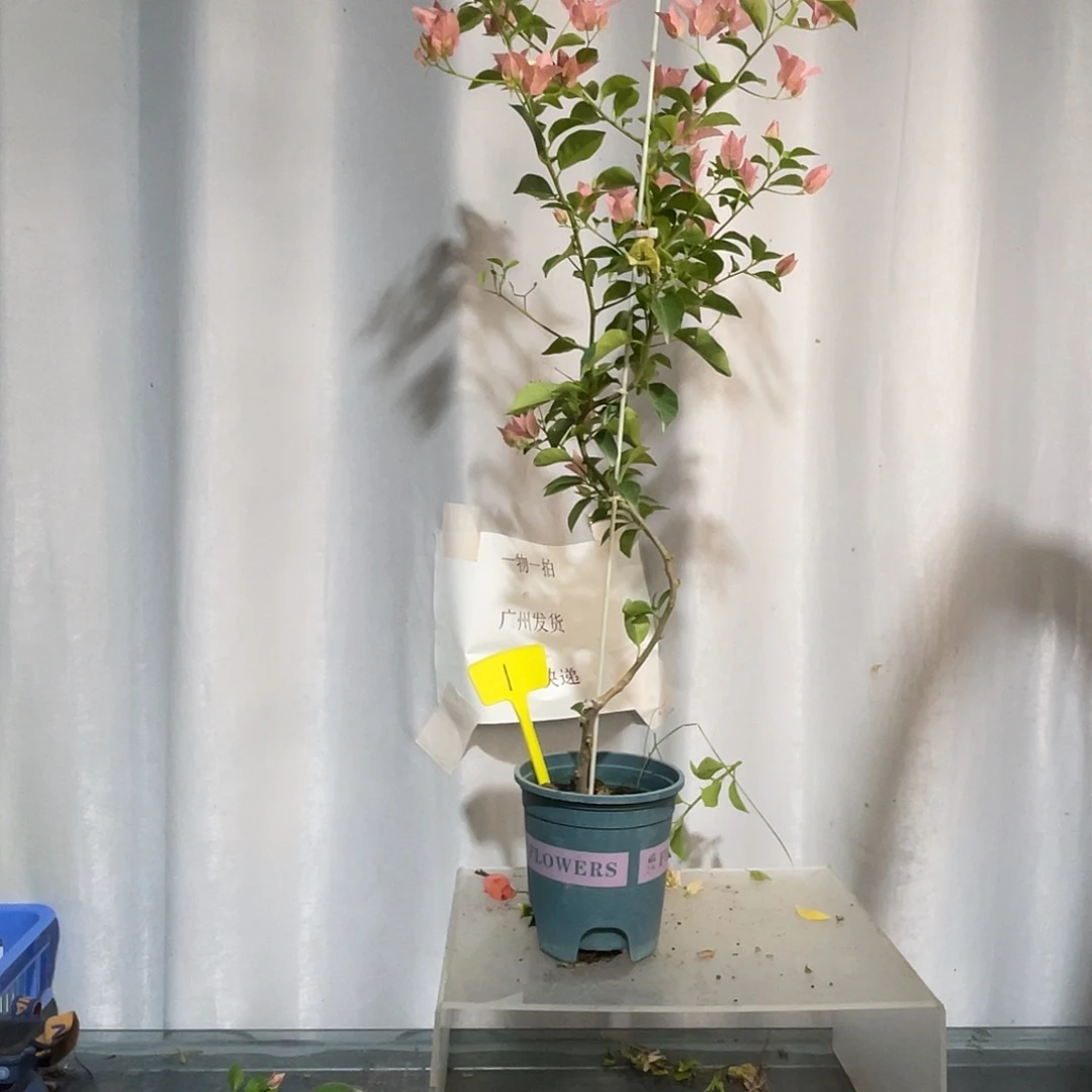 当前无花栽培后可以开花1卡亚塔细杆高飘款