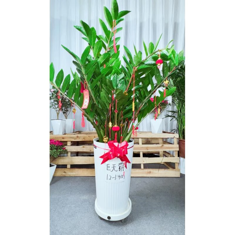 安【巨无霸】含盆110-120cm 钱串子耐旱室内客厅办公室绿植净化空