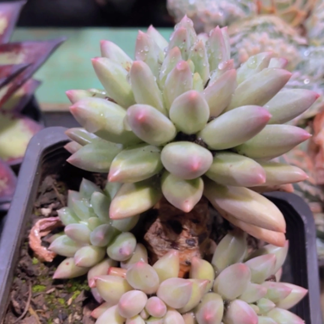 【闪购商品】水晶球0673
