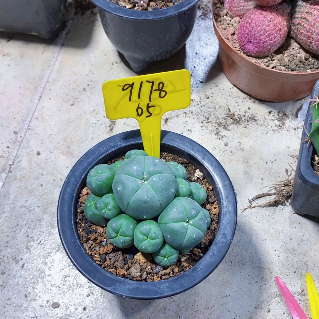 用****2917鱼儿鱼儿111111