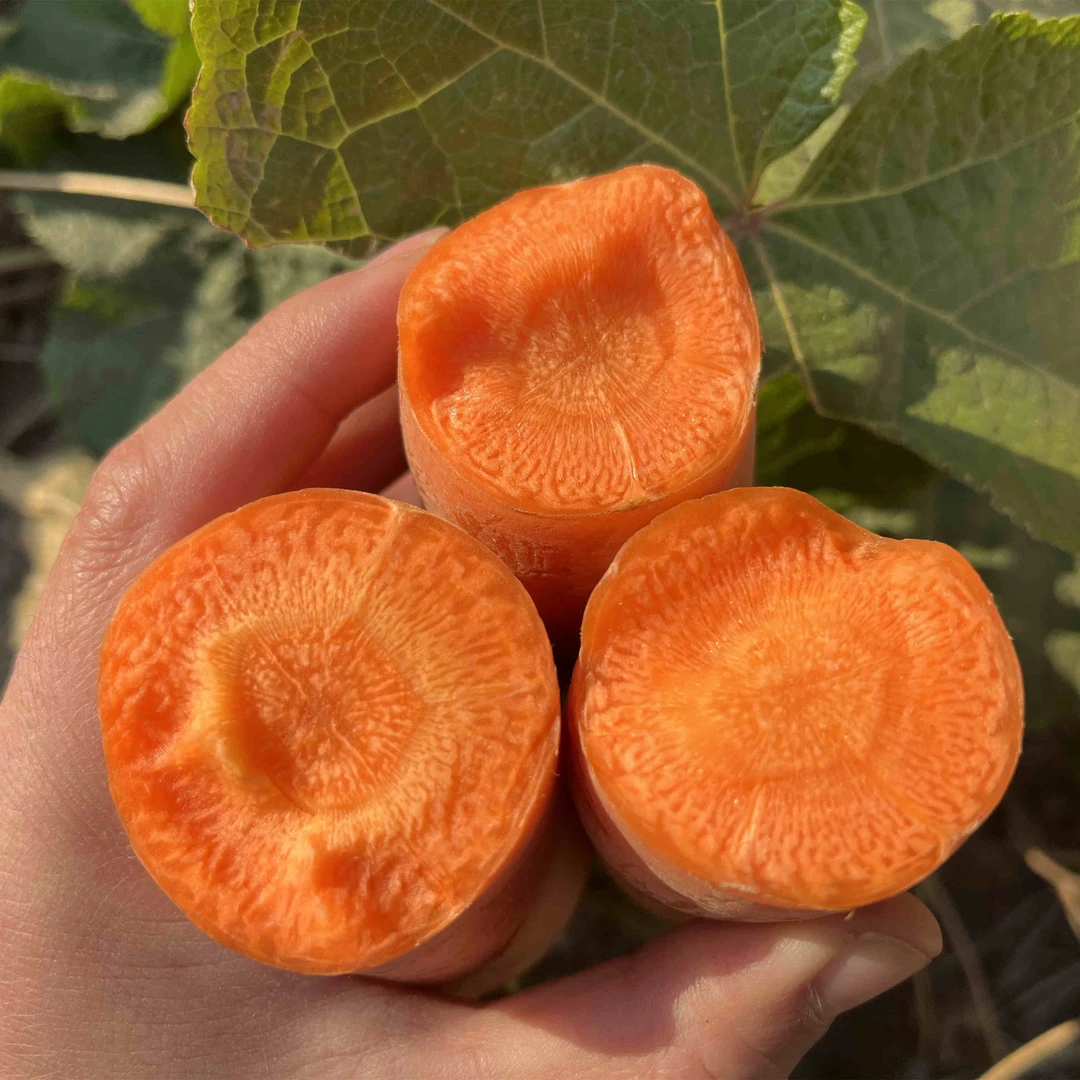 河南2025年新鲜现挖带泥胡萝卜脆甜可口胡萝卜