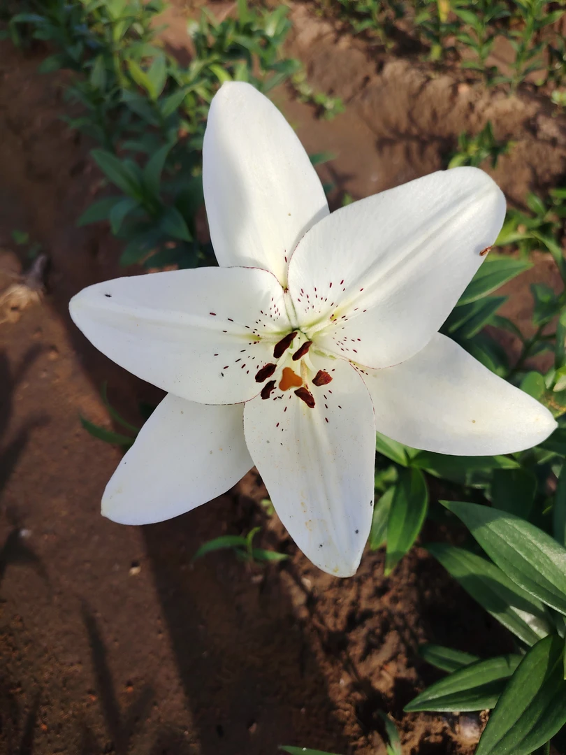 白色百合花小苗无香单瓣耐寒10颗一组