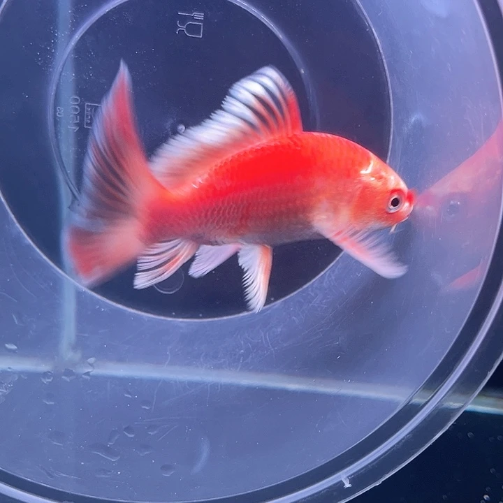 海水鱼1***道哈哈哈哈哈哈