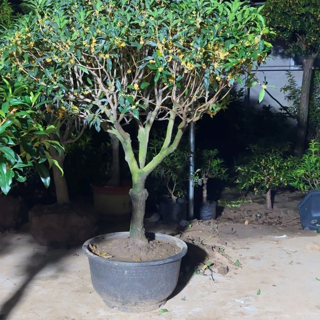 有***得无花朵回去。八月桂系列