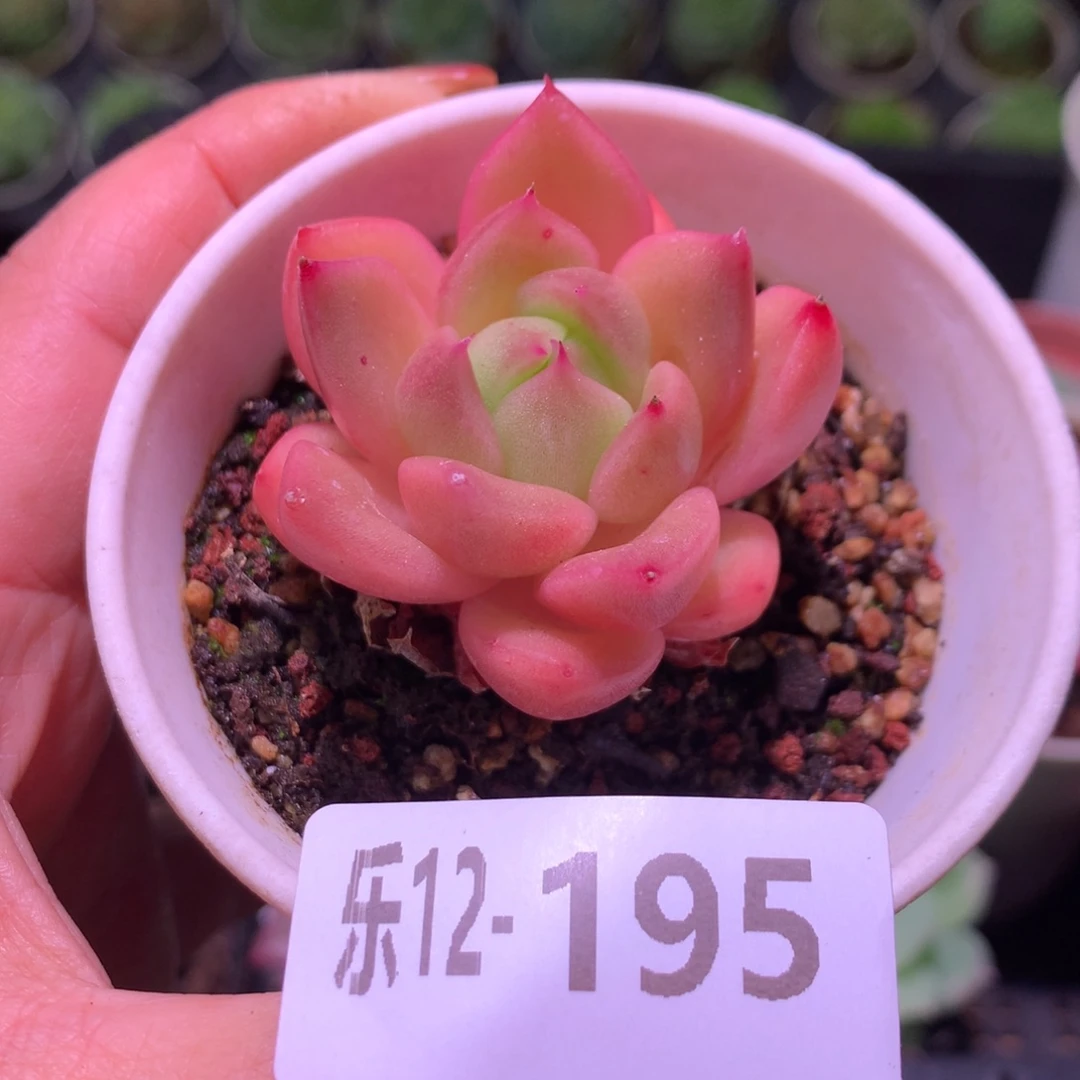 乐然12-195 赤水晶