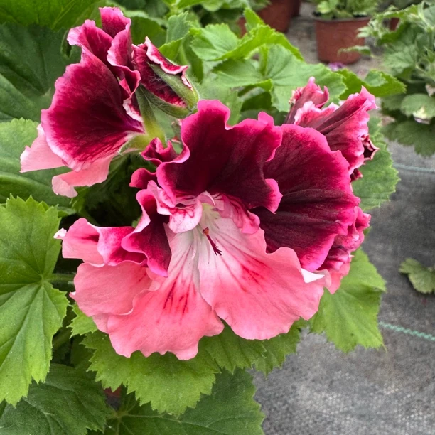 变色龙粉色天竺葵大花天好养（不要换盆介意黄叶勿拍）