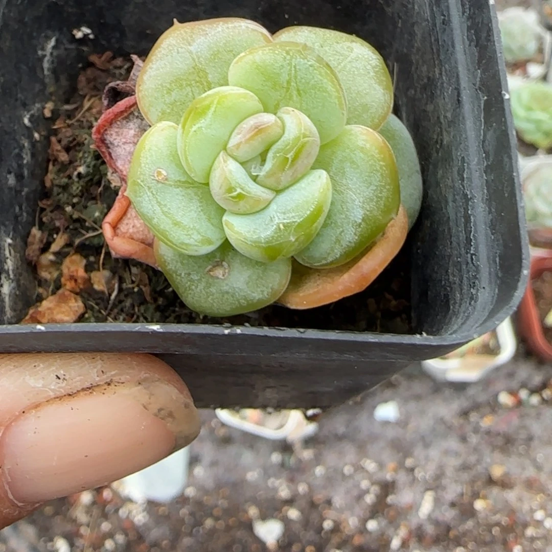 小卡拉米糖心一物一拍