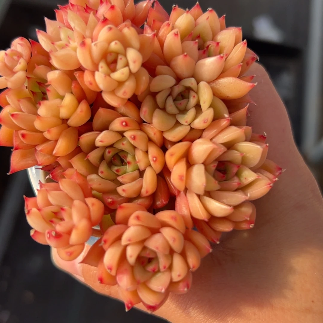 602 满38包邮一物一拍