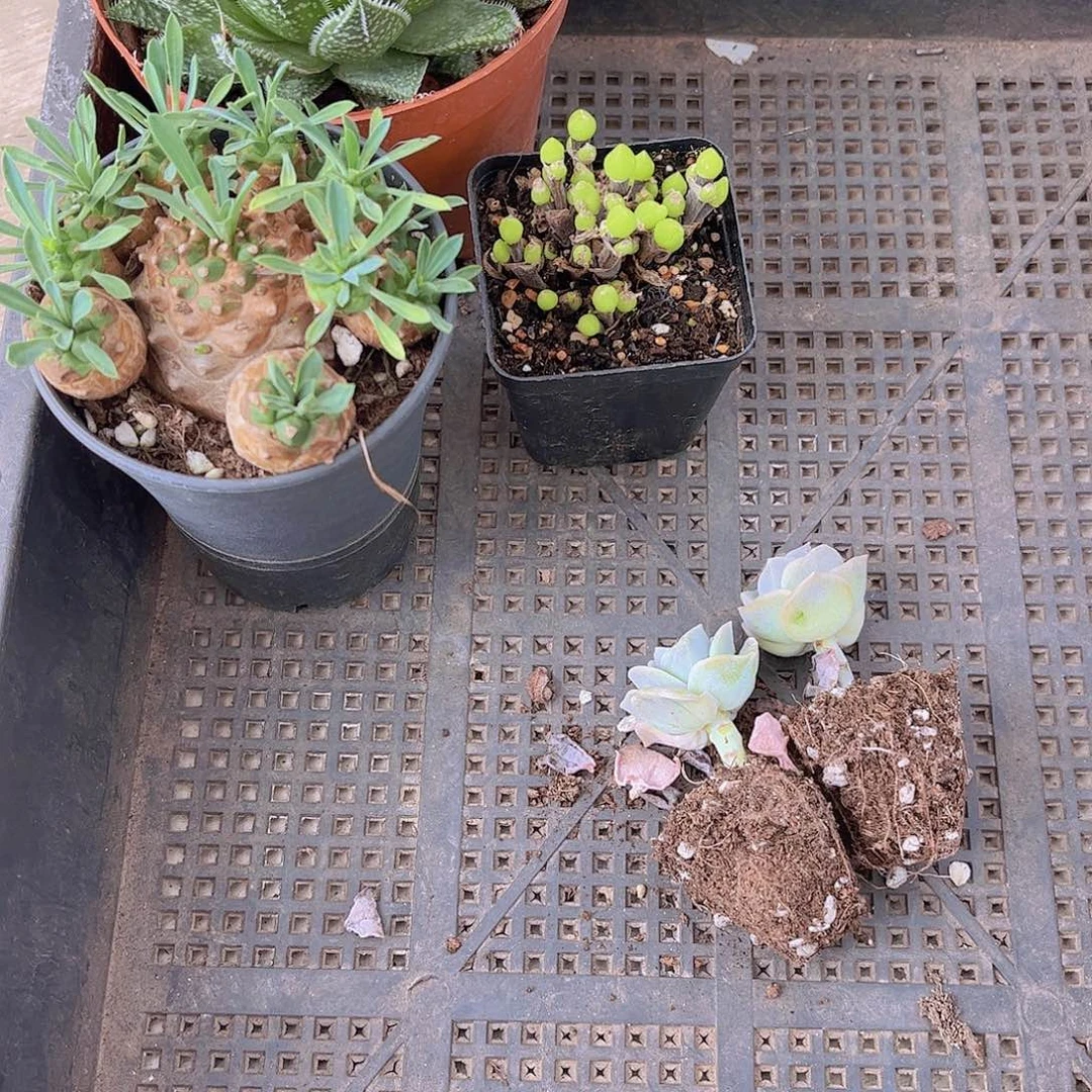 多肉632多肉植物，