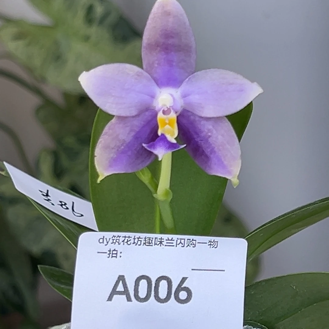 完全开放006号少根漏