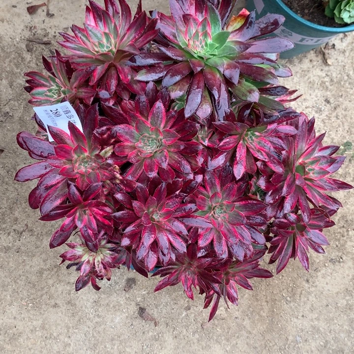 280朱雀多肉植物特价