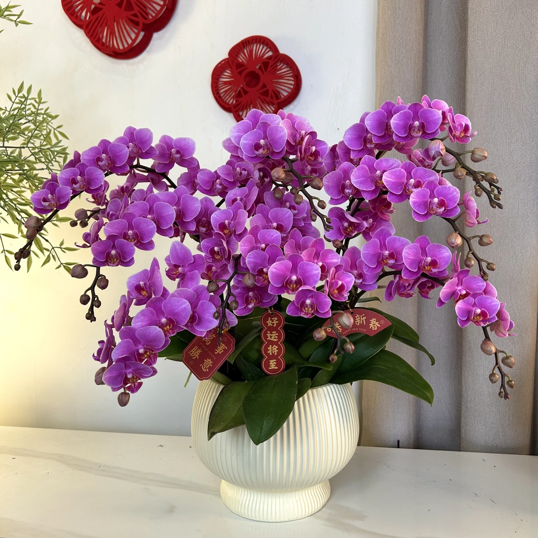 【紫霞仙子-蝴蝶兰】 轻奢 中式 禅意 绿植盆栽 年宵花