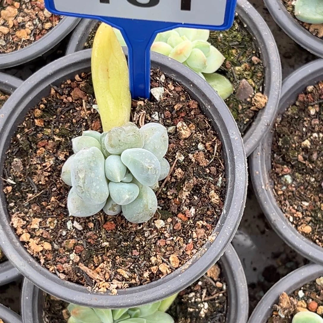 多肉植物胖体哥特群161