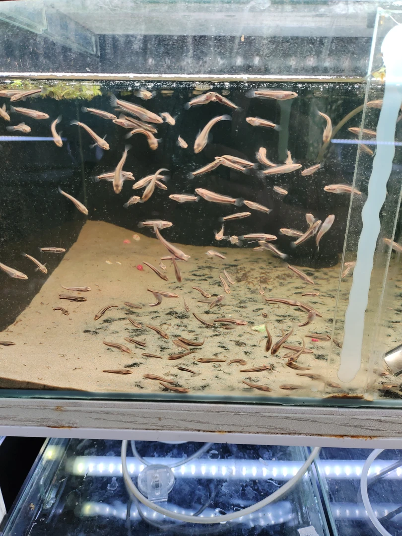 鬼王雷龙鱼苗全品一条