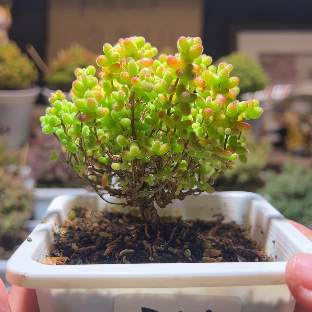 225金桔一物一拍包开箱