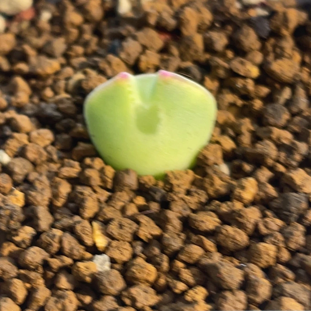 大眼空蝉植物一物一拍