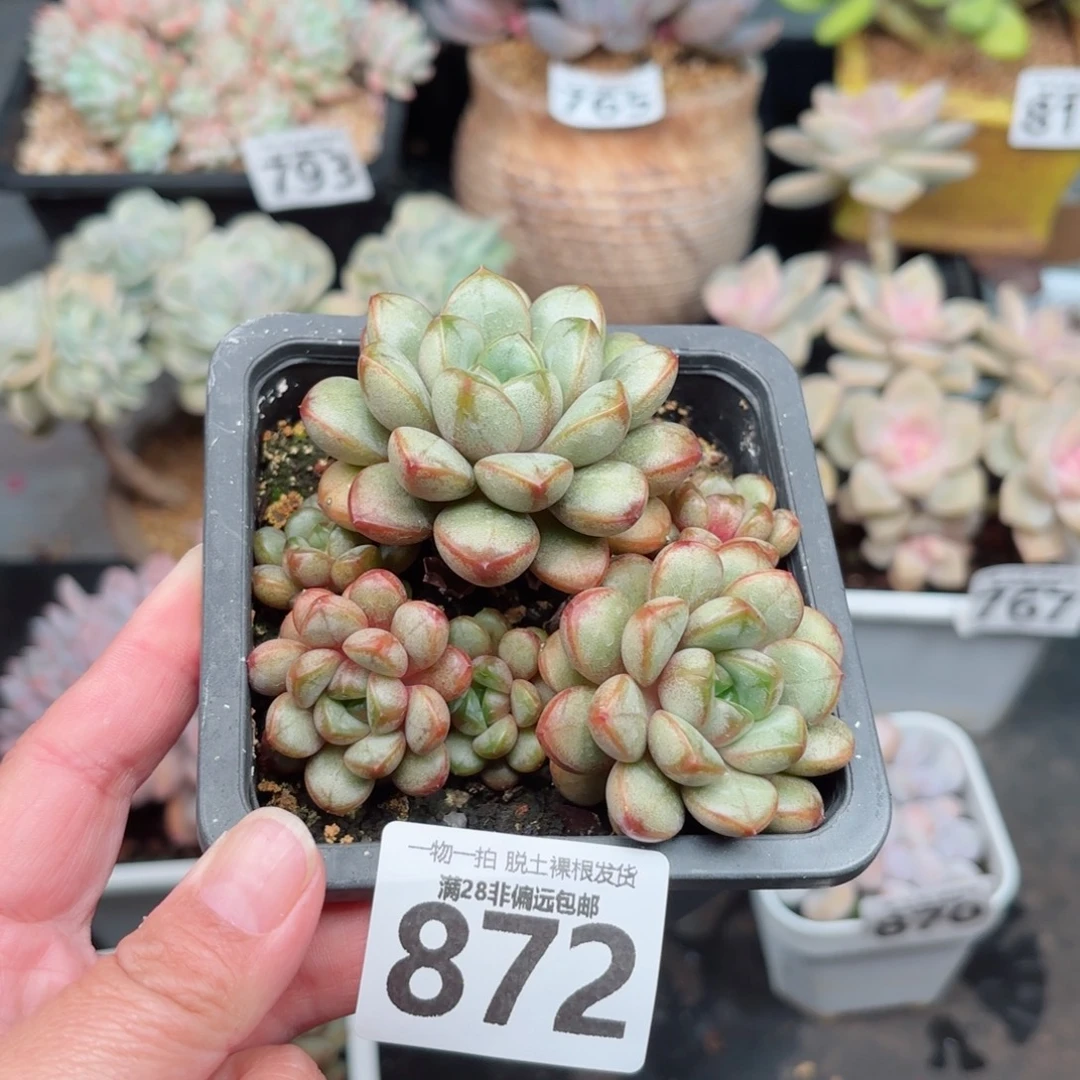 葡萄老桩无盆土发货