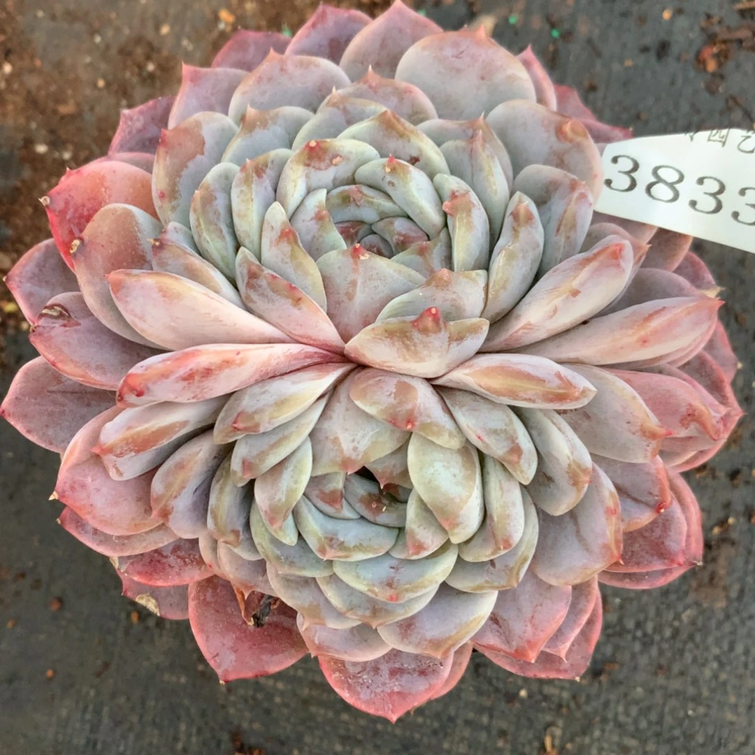 3833有叶伤介意不拍，12厘米