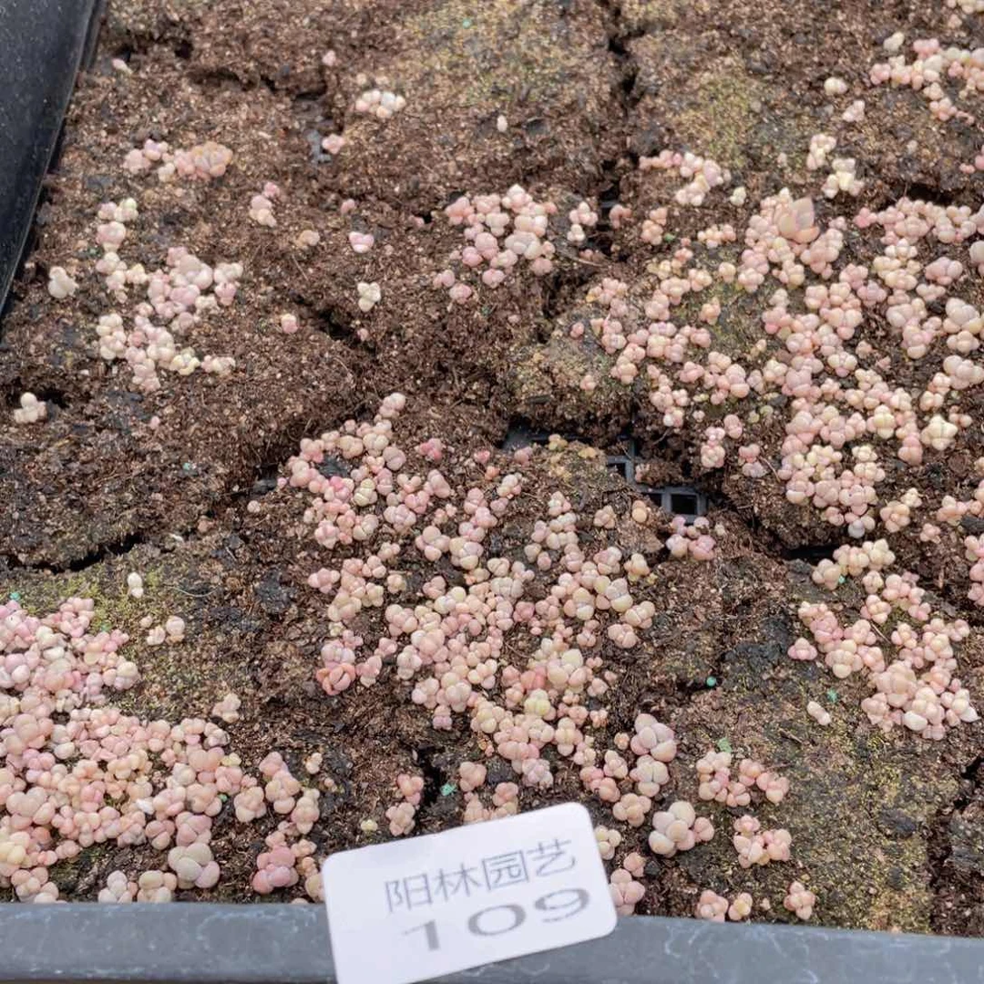 ʚ**ɞ多肉植物多肉植物109