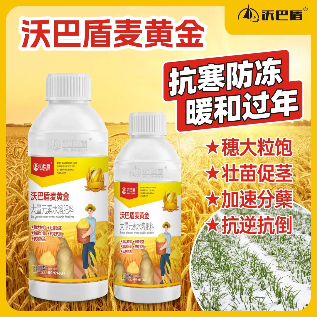 沃巴盾麦黄金抗寒防冻壮苗促茎抗逆抗倒伏穗大粒饱叶面肥水溶肥料