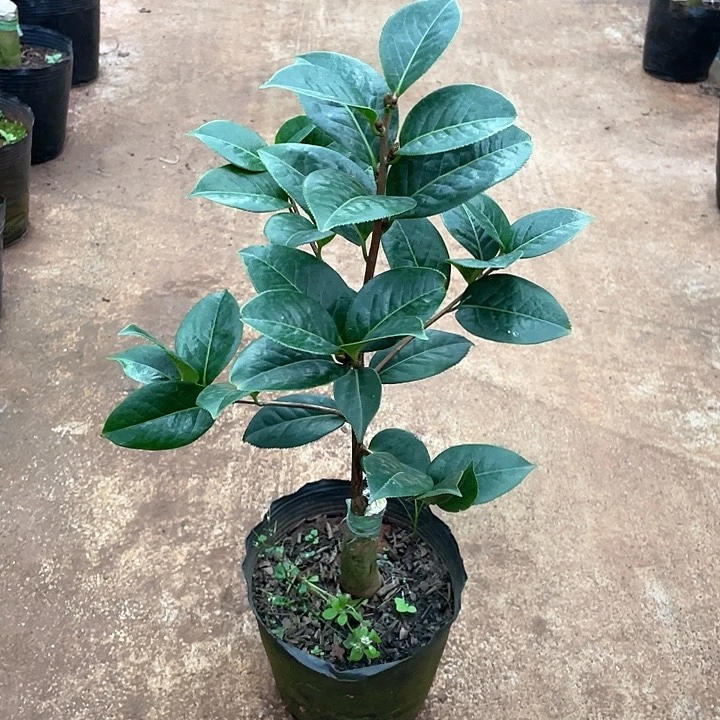 阿***林完全开放苍山飞雪嫁接一刀