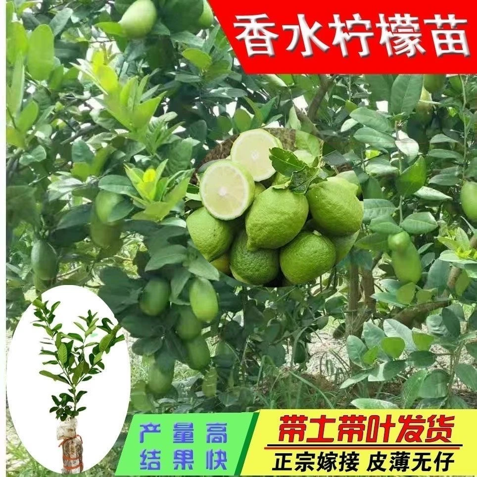 台湾四季广东无籽核香水柠檬树苗食用地栽南方种植青柠檬树苗盆栽