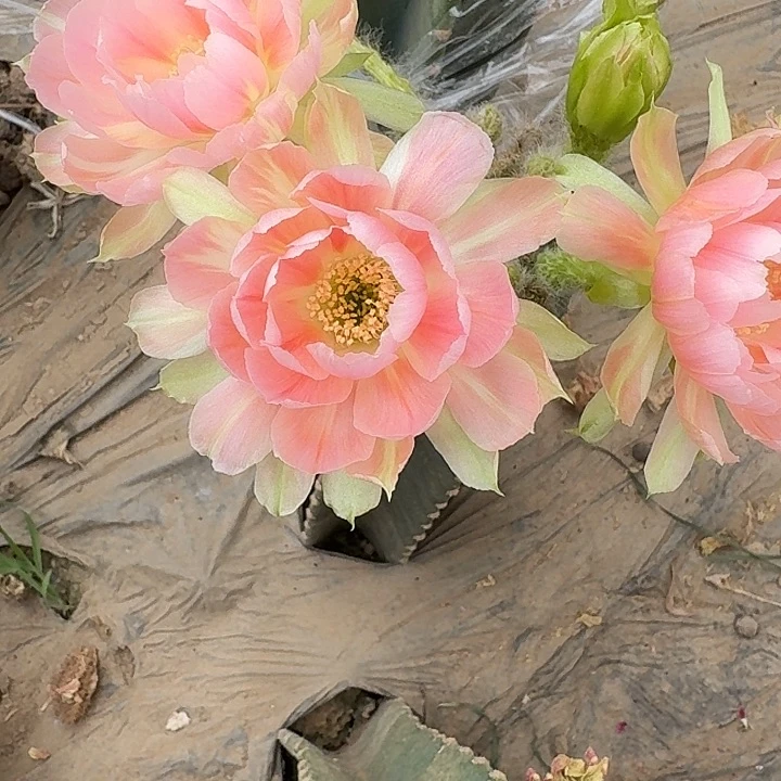 玉牡丹量天尺嫁接丽花